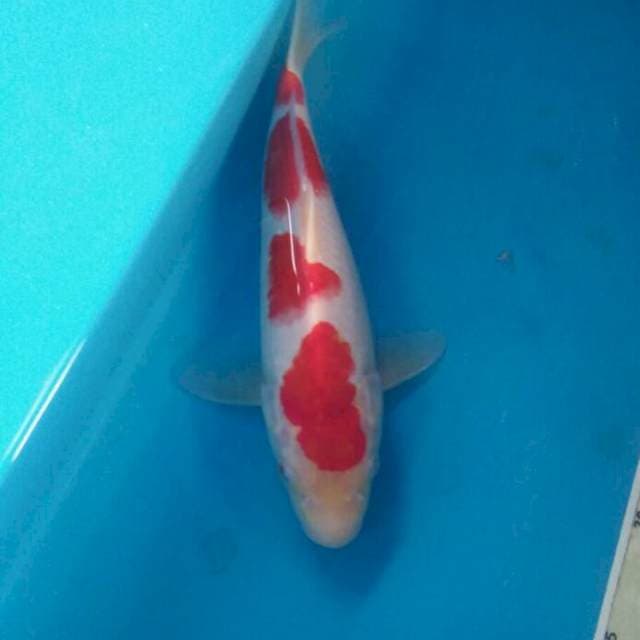 Kohaku, male 28 cm