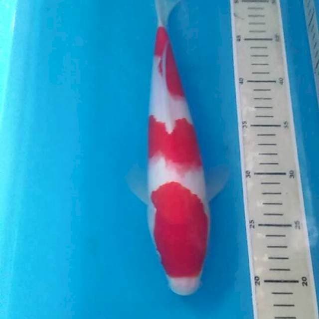 Kohaku, male 33 cm