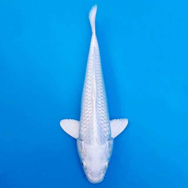 Platinum salju