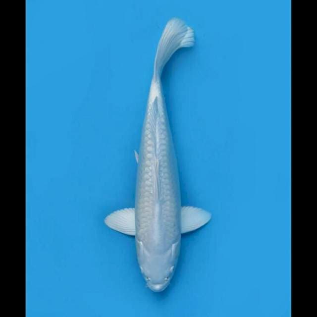 37cm Male - Platinum Putih Bersih