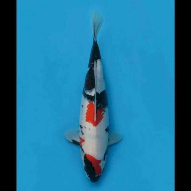 37cm Female - Kindai Showa