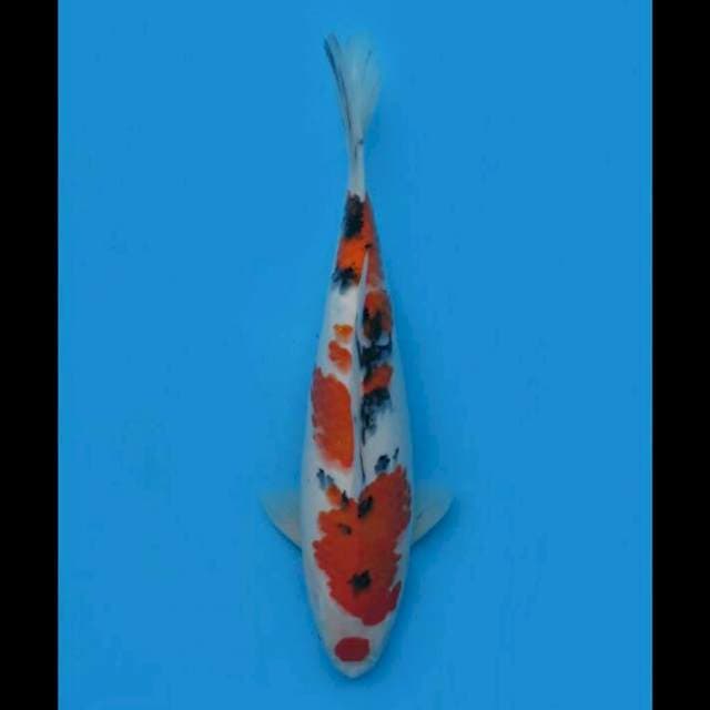 40cm Female - Maruten Sanke
