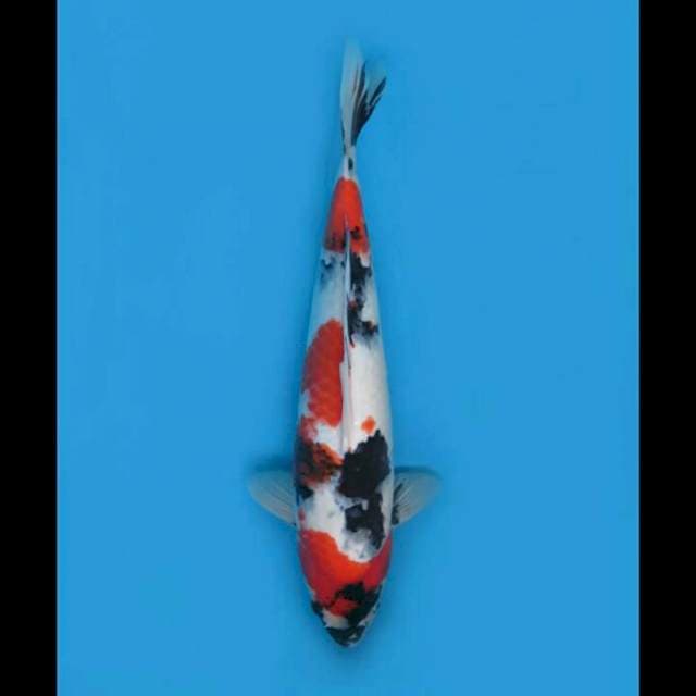 45cm Male - Kindai Showa Jumbo