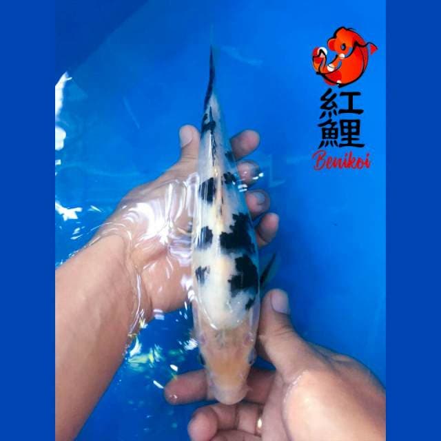 Bekko 25cm