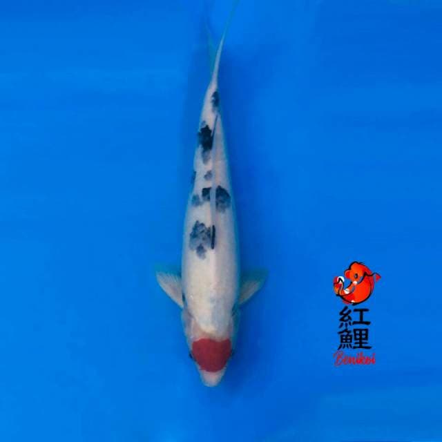 Tancho sanke 34cm tategoi