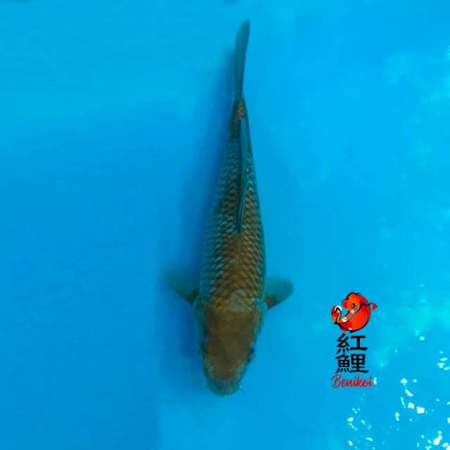 Ochiba 30cm