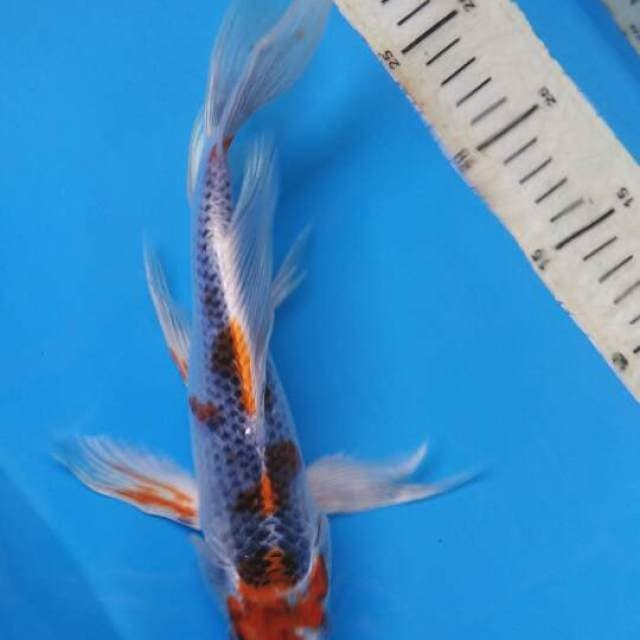 KUMPAY KUJAKU