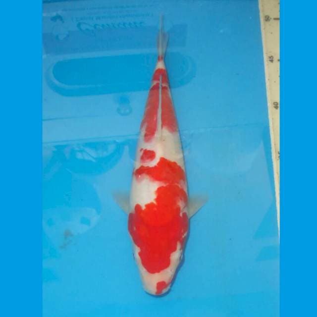 KOHAKU