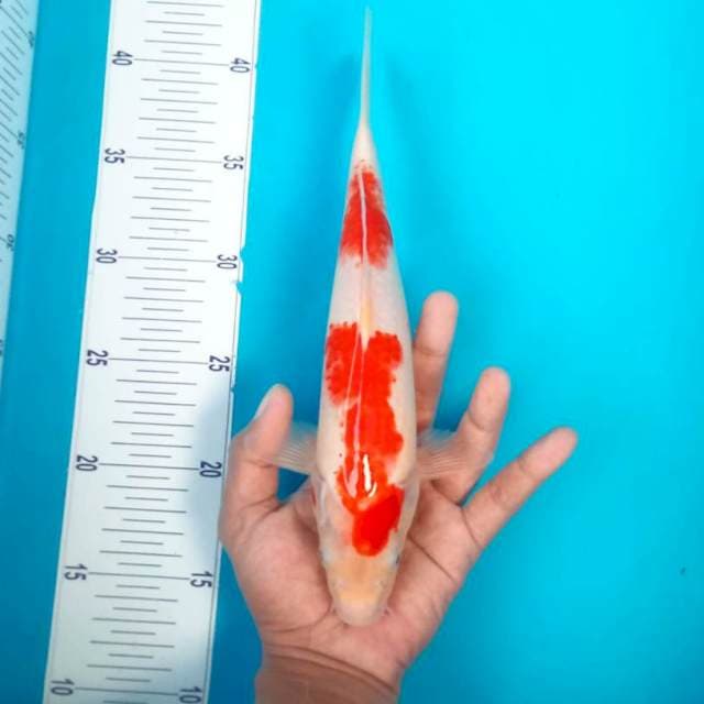 KOHAKU #28CM