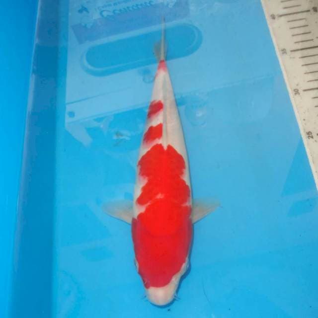 KOHAKU MNS
