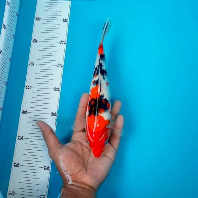 SANKE #26CM