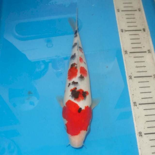 SANKE DALMATION
