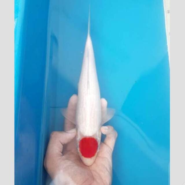 tancho original mulus bukan kating..30cm