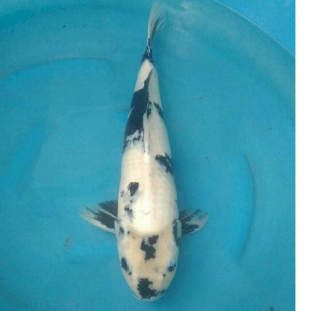 Okawa Jumbo Shiro