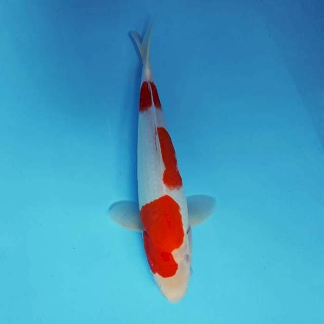 ASAHI 2 ~ KOHAKU 3 STEPS ™