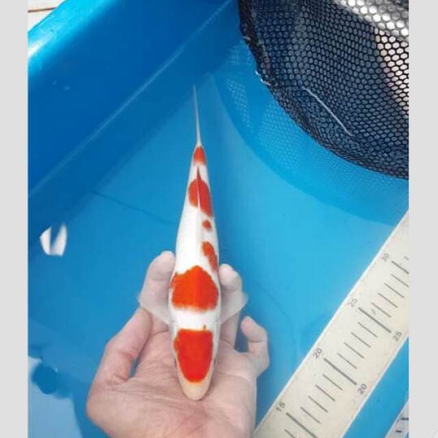 kohaku original cakep 30bu