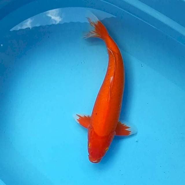AKA HAJIRO JUMBO #43CM