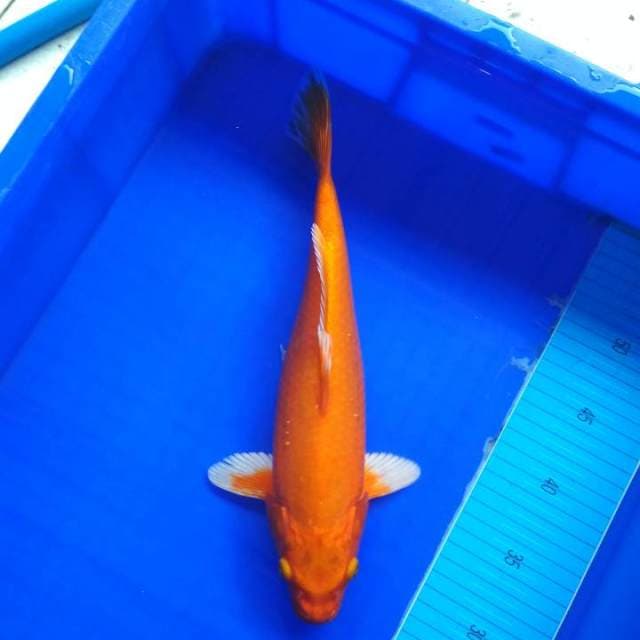 Orenji ogon 34 cm