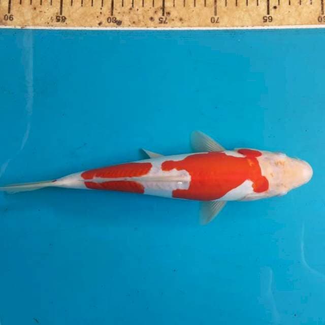 Kohaku