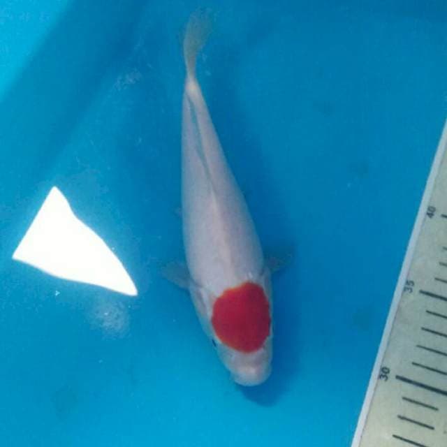 Tancho Kohaku, 23 cm