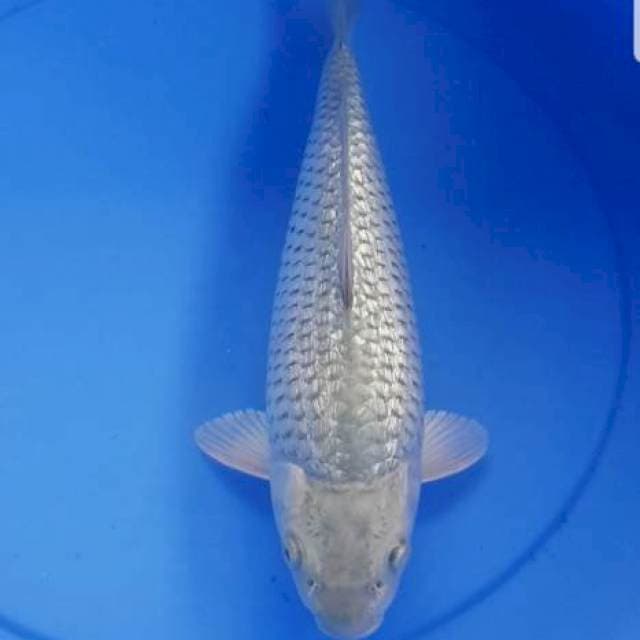 Soragoi full ginrin punuk