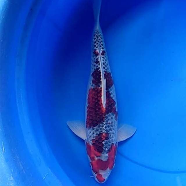 Jumbo Red Goshiki