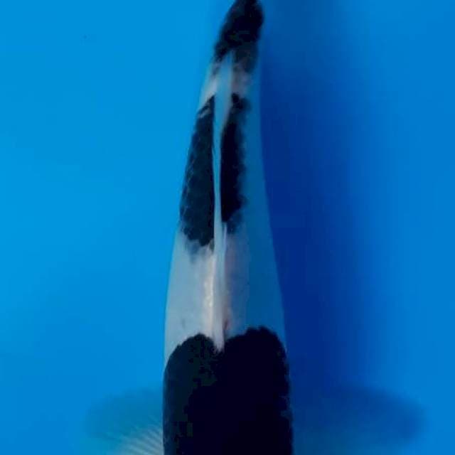 Maruten Black kohaku