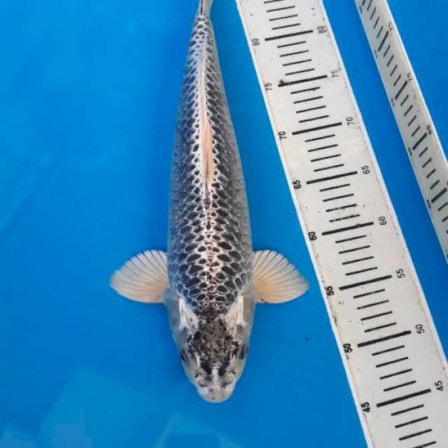 PEMANIS KOLAM 48CM