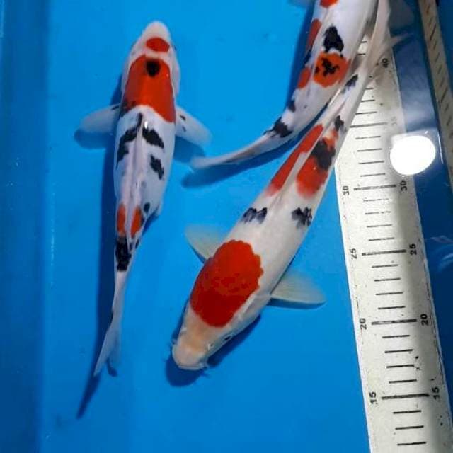 SANKE 26 SAMPAI 29 CM