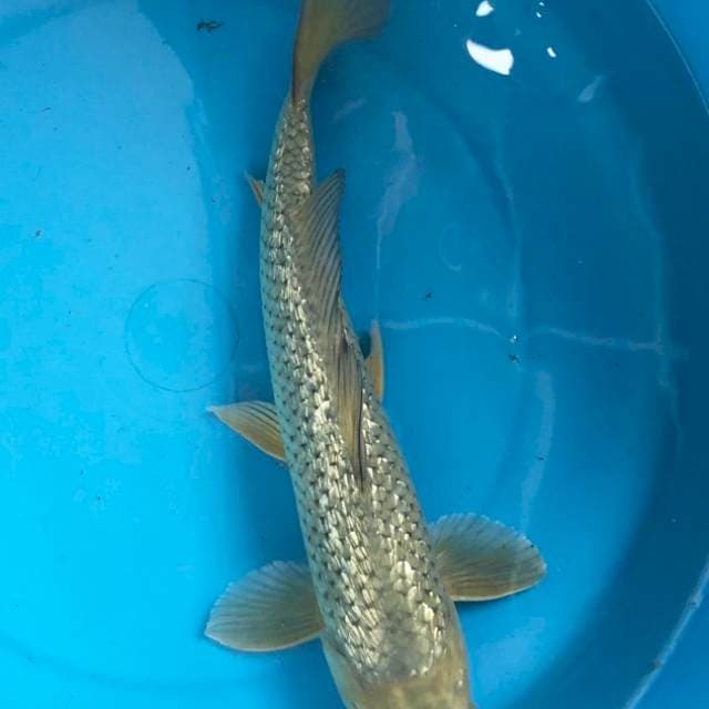 Midori ginrin 32cm