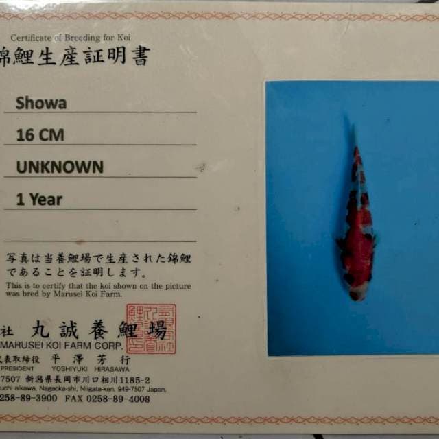 Showa Male Import Serti Tamaura 45cm