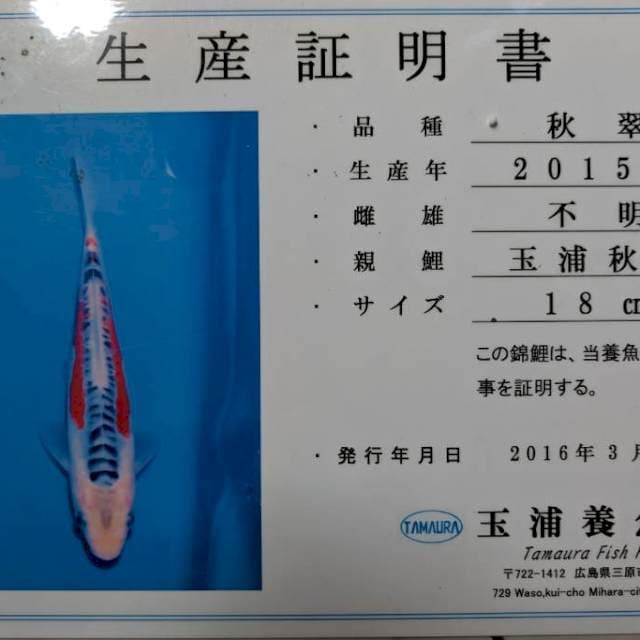 Shusui Male Import Serti Tamaura + serti juara 55Bu