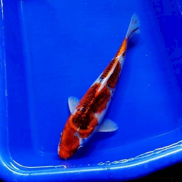 KUJAKU ORIGINAL 25CM