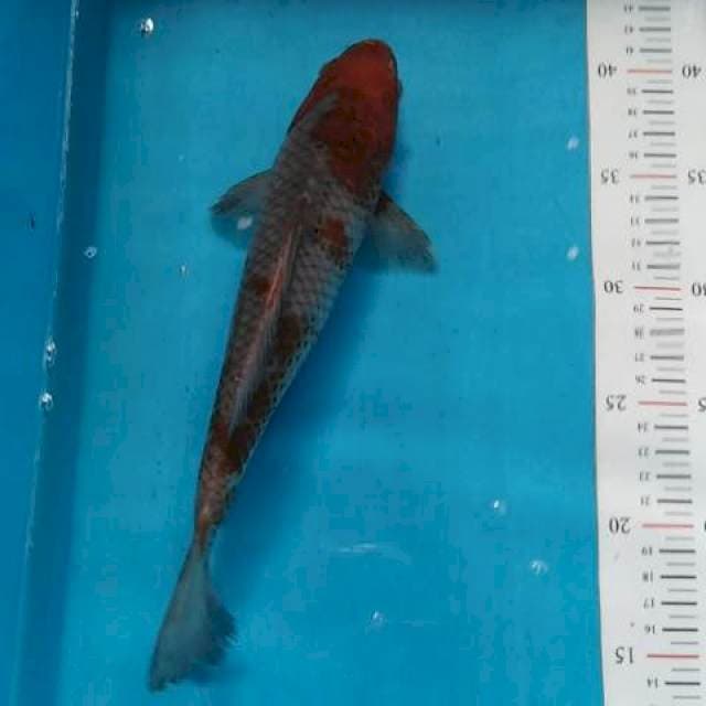 OCHIBA 26CM