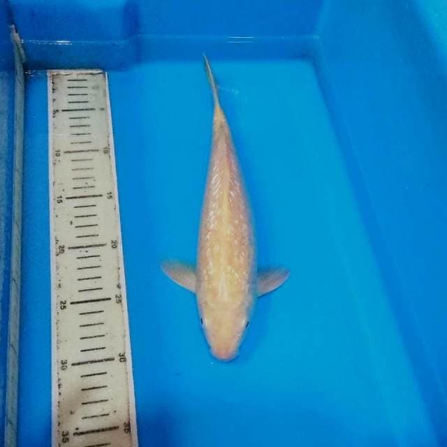 Karashi ginrin mata merah f1 konishi