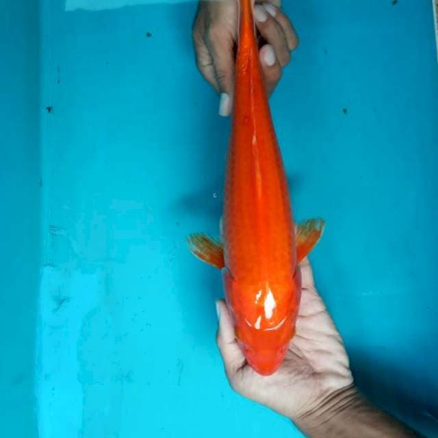 Benigoi
