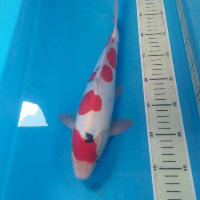 Sanke Doitsu Murni, Jantan 33 cm