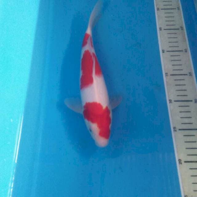Kohaku, Jantan 28 cm