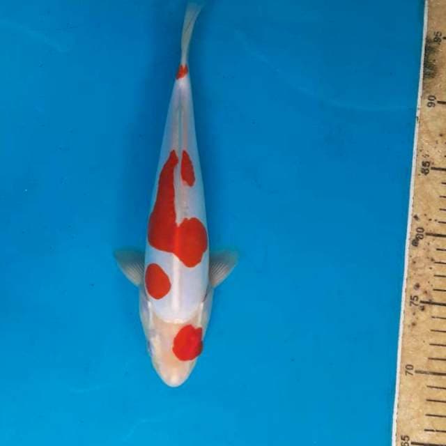 Jantan