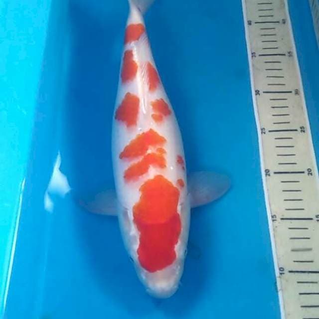 Kohaku Sakura, 39 cm