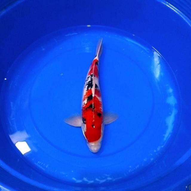 Sandan kanoko sanke merah 45bu