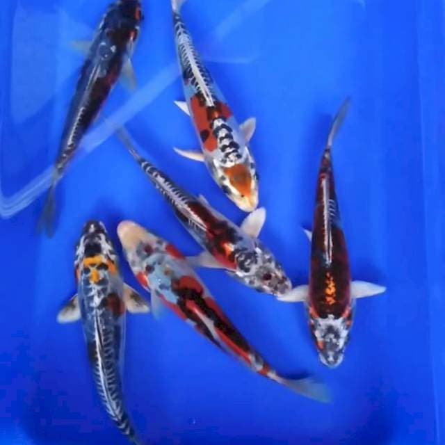 PAKET ANTIK KIKOKURYU
