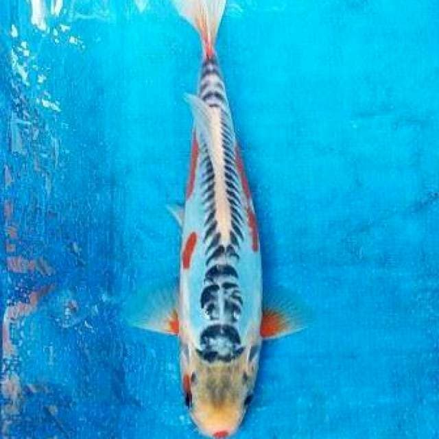 Kuchibeni shusui 26