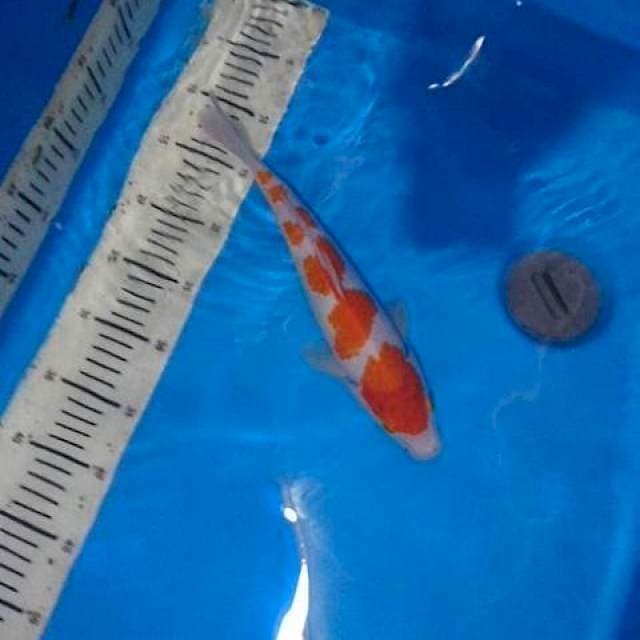 Kuhaku sederhana