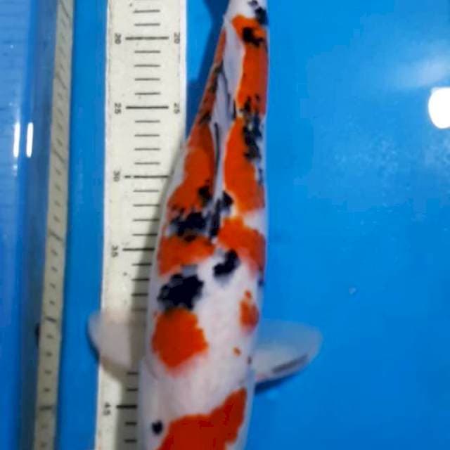 SANKE 43 CM