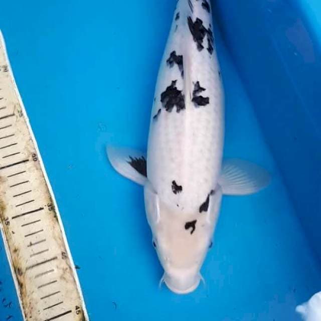 BEKKO 42 CM