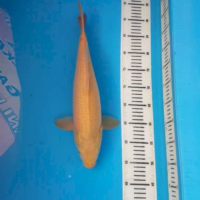 KARASHI 45CM
