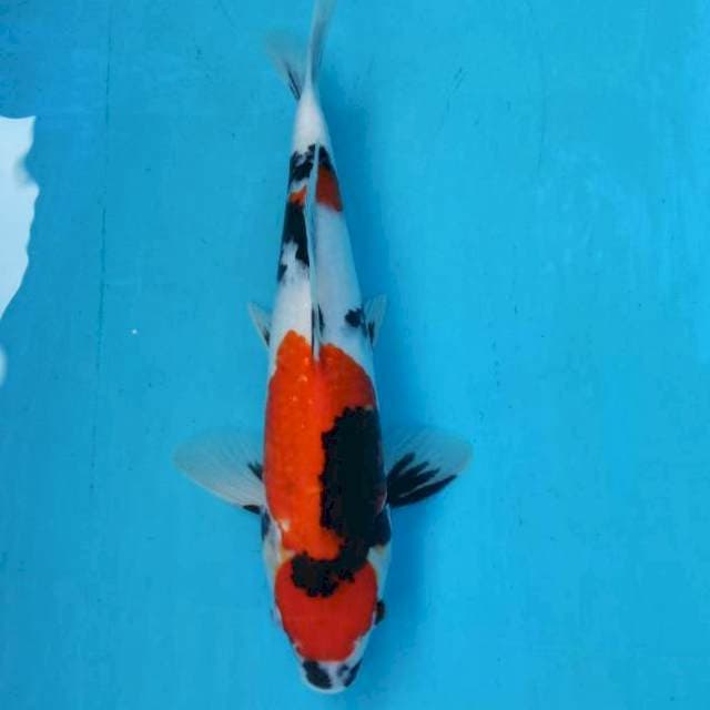BKS ( SHOWA 30 CM