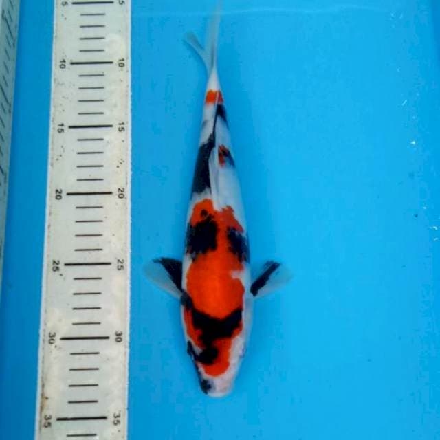 BKS ( SHOWA 27 CM )