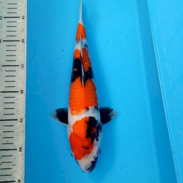 BKS ( SHOWA 33 CM )